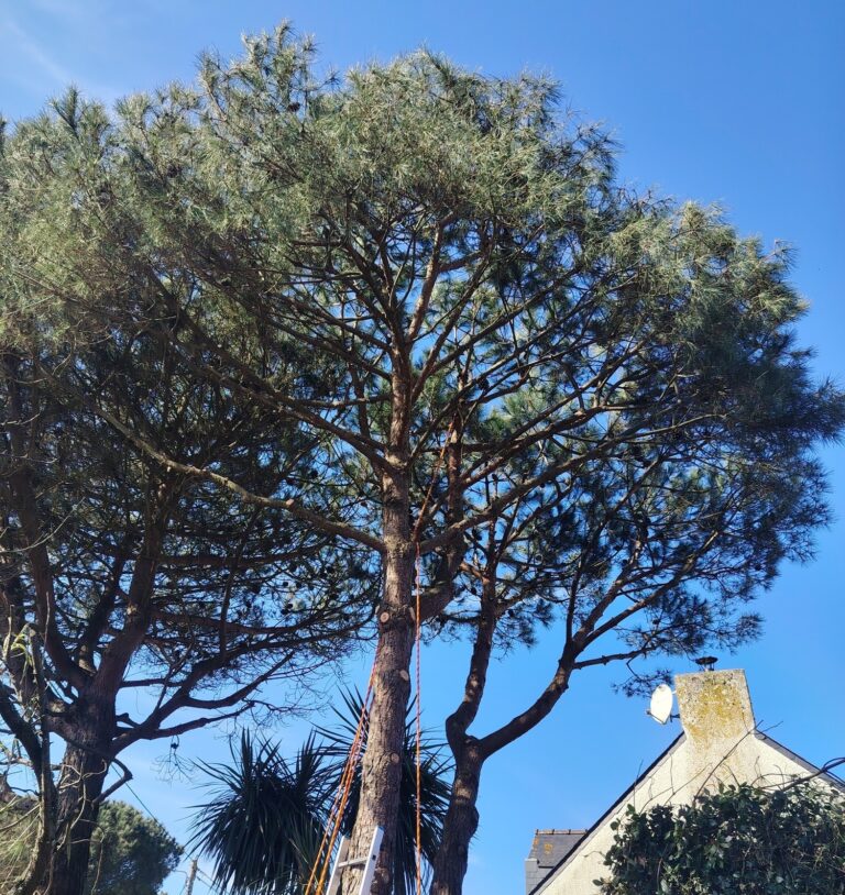 Offre Elagage Le Calve Elagage à Queven